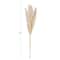 Hello Honey® 5.5ft. Natural Dried Pampas Grass Bunch